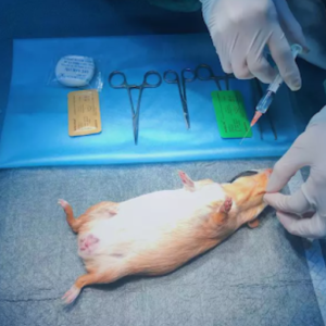 hamster-bi-noi-cuc-u-o-bung-1