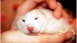 hamster-bi-noi-cuc-u-o-bung-2