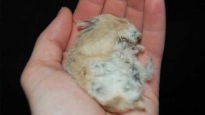 hamster-bi-noi-cuc-u-o-bung