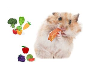 Hamster Có Ăn Được Ổi Không? 1 hamster-co-an-duoc-oi-khong-1