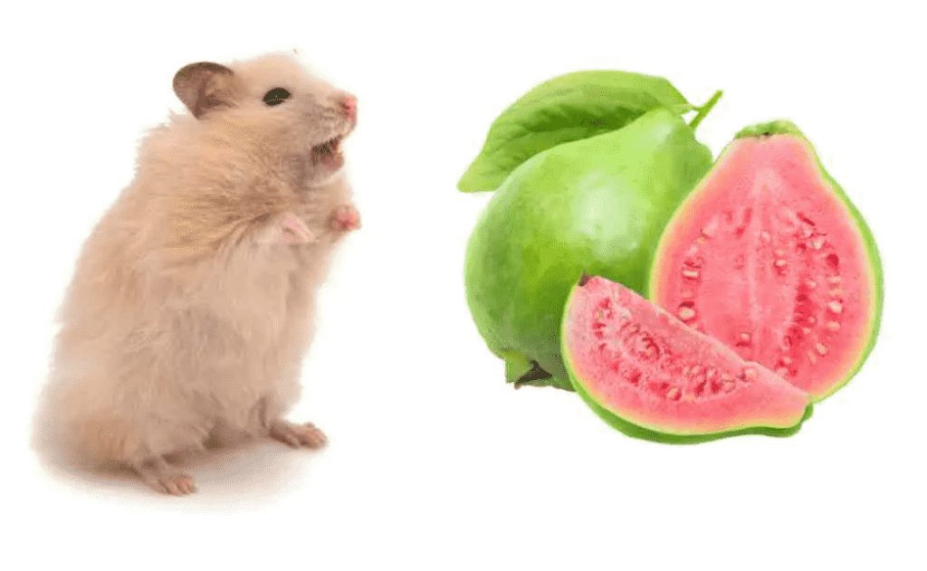 hamster-co-an-duoc-oi-khong