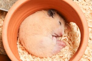 Hamster Có Ngủ Không Và Hamster Ngủ Mấy Tiếng 1 hamster-ngu-may-tieng-2
