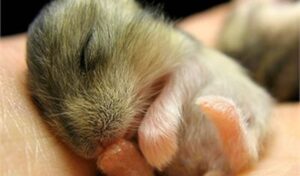 Hamster Có Ngủ Không Và Hamster Ngủ Mấy Tiếng 2 hamster-ngu-may-tieng-3