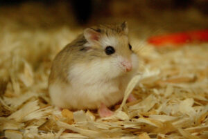 khong-lot-chuong-cho-hamster-co-sao-khong-1