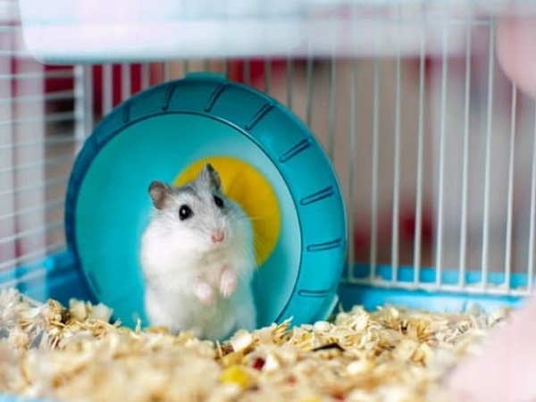 khong lot chuong cho hamster co sao khong 2