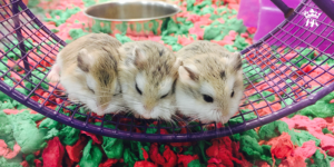 khong-lot-chuong-cho-hamster-co-sao-khong-3