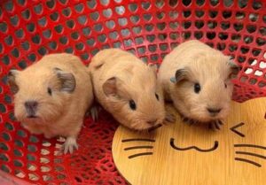 Bật Mí Top Địa Chỉ Mua Bọ Ú Ở TPHCM Giá Rẻ 1 mua-bo-u-o-tphcm-1