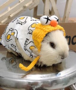 Bật Mí Top Địa Chỉ Mua Bọ Ú Ở TPHCM Giá Rẻ 2 mua-bo-u-o-tphcm-2