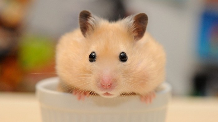 nuoi chuot hamster co nguy hiem khong 1