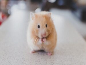 nuoi-chuot-hamster-co-nguy-hiem-khong-3