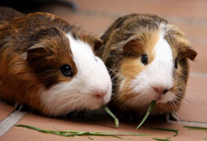 Hướng Dẫn Cách Phân Biệt Bọ Ú Đực Cái Đơn Giản 1 phan-biet-bo-u-duc-cai