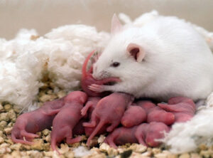 vi-sao-chuot-hamster-an-con-cua-minh