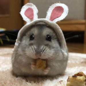 cach-lam-da-mai-rang-cho-chuot-hamster-2