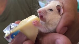 chuot-hamster-an-pho-mai-con-bo-cuoi-duoc-khong-1