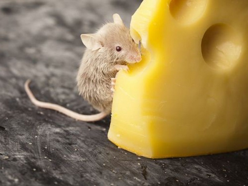 chuot-hamster-an-pho-mai-con-bo-cuoi-duoc-khong