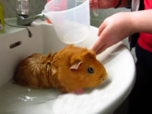 huong-dan-cach-tam-cho-chuot-hamster-2