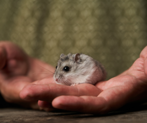 huong-dan-cach-tam-cho-chuot-hamster-3