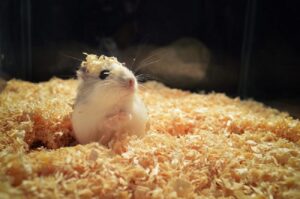 Hướng Dẫn Chọn Mua Cát Tắm Cho Chuột Hamster Đơn Giản 1 huong-dan-chon-mua-cat-tam-cho-chuot-hamster-1