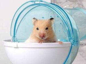Hướng Dẫn Chọn Mua Cát Tắm Cho Chuột Hamster Đơn Giản 3 huong-dan-chon-mua-cat-tam-cho-chuot-hamster-3