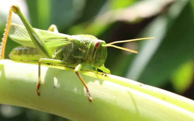 chuot-co-an-chau-chau-khong