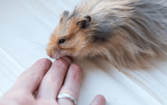 chuot-hamster-can-co-can-chich-ngua-khong