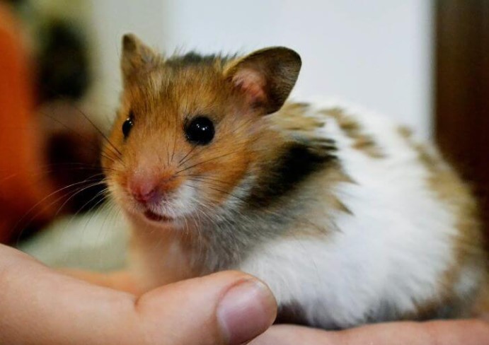 chuot-hamster-can-khong-chay-mau-co-sao-khong