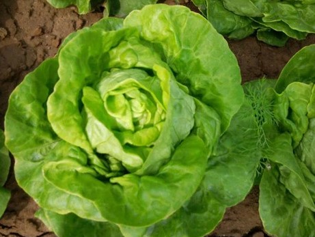 chuot-hamster-an-rau-xa-lach-duoc-khong