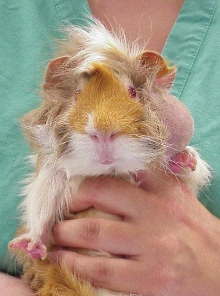 chuot-hamster-bi-rung-long-co-sao-khong