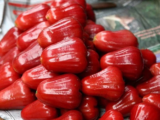 chuot-hamster-co-an-duoc-qua-roi-khong