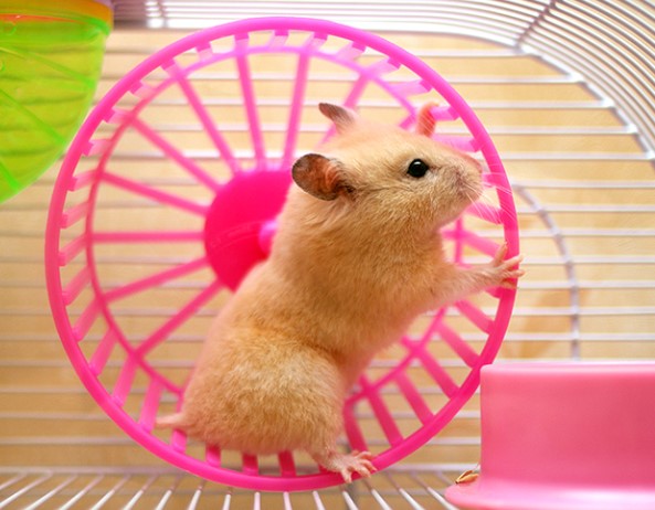 chuot-hamster-roi-tu-tren-cao-xuong-co-chet-khong