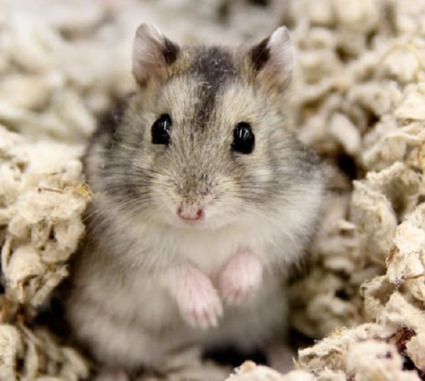 co-nen-nuoi-chuot-hamster-trong-phong-may-lanh