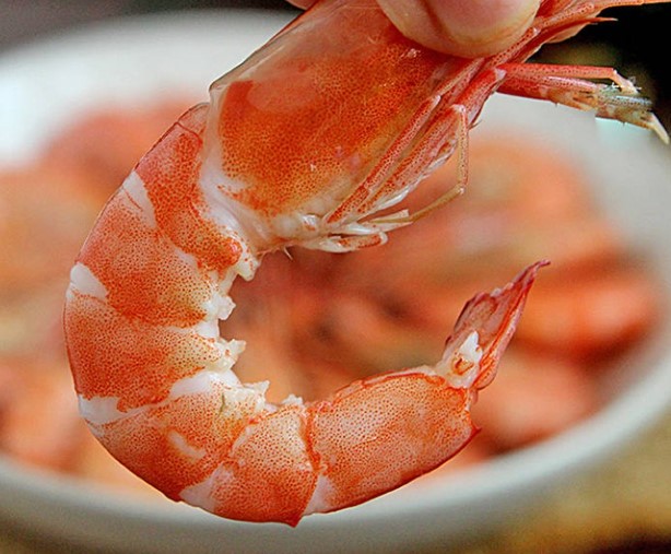 hamster-co-an-duoc-tom-luoc-khong