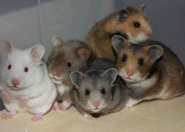 hamster-keu-khit-khit