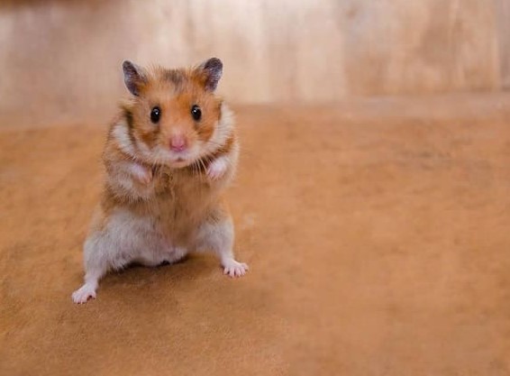 long-chuot-hamster-bi-bet
