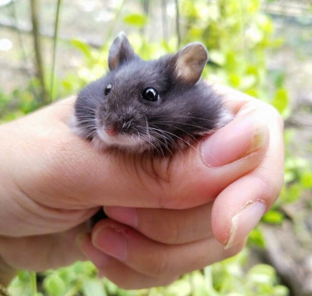 tha-chuot-hamster-ra-tu-nhien-co-sao-khong