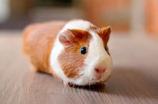 chuot-hamster-co-chiu-nong-duoc-khong