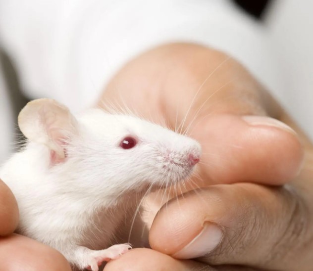 hamster-bi-chay-mau-mui-co-sao-khong