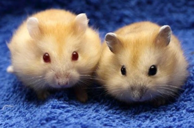 hamster-bi-kien-can-co-sao-khong