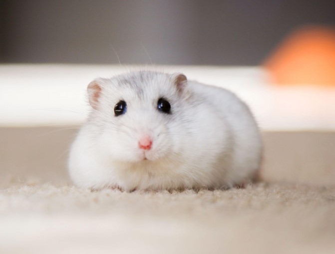 hamster-co-so-bong-toi-khong