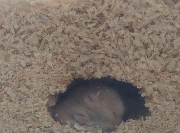 hamster-dao-boi-co-sao-khong