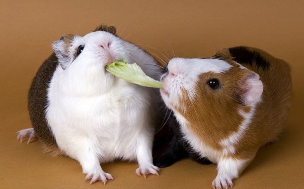 nuoi-chuot-hamster-co-bi-hach-khong