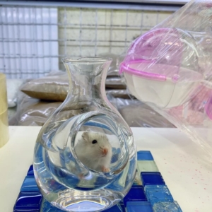 nha-lam-mat-thuy-tinh-do-duoc-nuoc