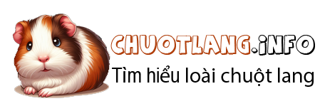 Shop Đồ Chuột Lang – Hamster